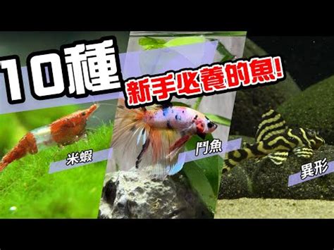 家中養魚|養魚新手入門：水族箱設缸完全教學！